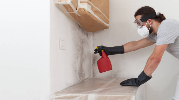 Professional Attic Mold Remediation technician working in Reinholds, PA